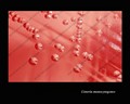listeria monocytogenes